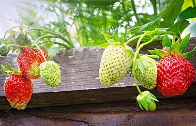 《DayZ》开发者新作《伊卡洛斯》开启第二次BETA周末